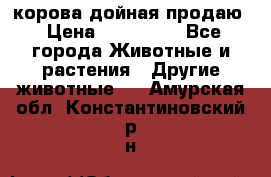 корова дойная продаю › Цена ­ 100 000 - Все города Животные и растения » Другие животные   . Амурская обл.,Константиновский р-н